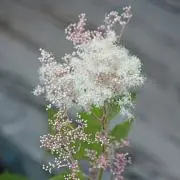 ゆうゆうの画像