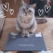 kaの画像