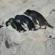 やまの画像
