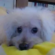 ハウハウのママの画像