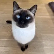 naoの画像
