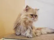 たすくきの画像