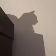 chiyo.の画像
