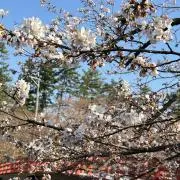 りんご農家レの画像