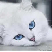 たん