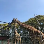 CHEEの画像