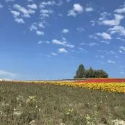 urarikkpの画像