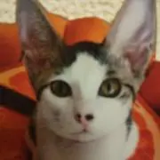 シナモンの画像