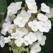 nininiの画像