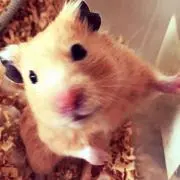かわ(プロフ必読）