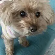 はーちゃんの画像