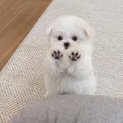 まっちゃの画像