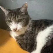 Ringo