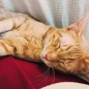 りんの画像