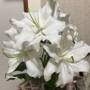 スジュの画像