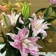 新品未使用タグ付】廃盤ドクターマーチンレインブーツチェリーレッド