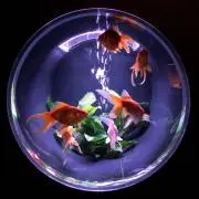 J  Hossyの画像