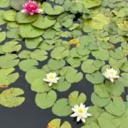 coucouの画像