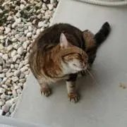 ぷ～にゃん♡