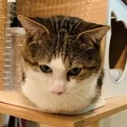 コナツの画像