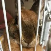 R(ᐢ.  ̫ .ᐢ)の画像