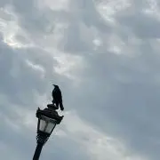 SoLtの画像