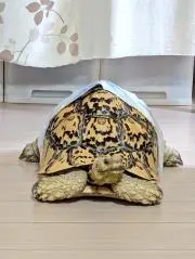 リトルミイの画像