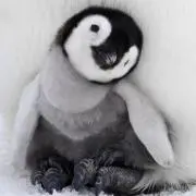 ぴよさんの画像