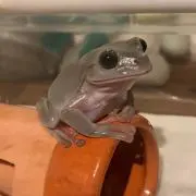 在庫整理中！購入前コメント要☆1103☆の画像