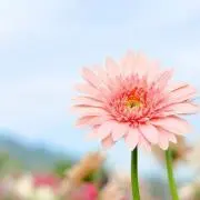 むんちゃんの画像