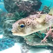 まるまるの画像