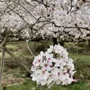 たきっこ