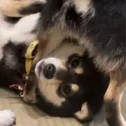 しまんちゅの画像