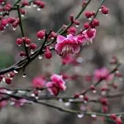 催花雨