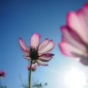とまと書房の画像