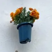 エイトの画像
