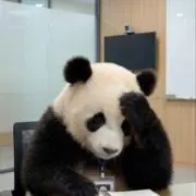 パンダコパンダの画像