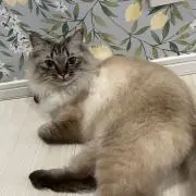 スパテイ
