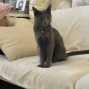 クララの画像