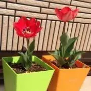 りっさんの画像