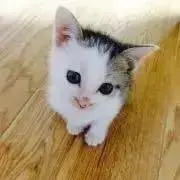 ひよはちの画像