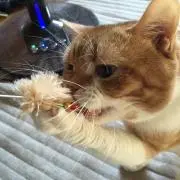 にしおじさん