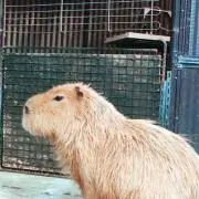 さとの画像