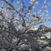 Megの画像