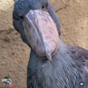 TNむぎの画像