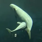 momochiの画像
