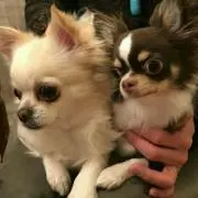 sophie＆stellaの画像