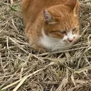 いおうの画像