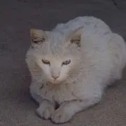 こみやんの画像