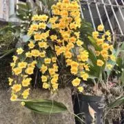 ココ(✿◠‿◠)